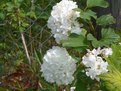 viburnum opulus Roseum