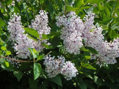 syringa Miss Kim