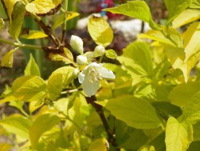 philadelphus aureus