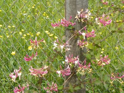 lonicera Belgica