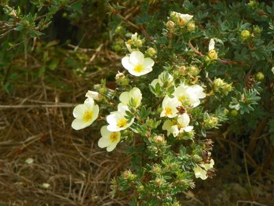 potentilla Primrose Beauty