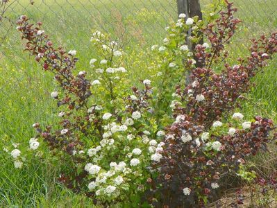 physocarpus Diabolo