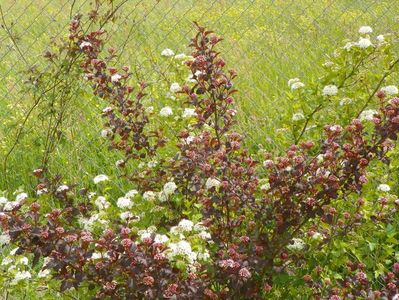 physocarpus Diabolo