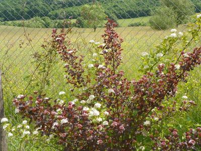 physocarpus Diabolo