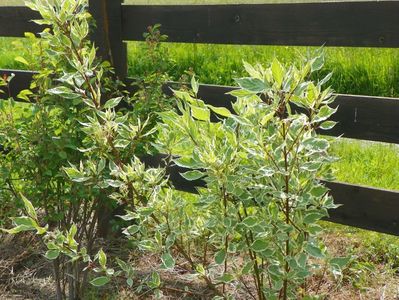 cornus sericea variegata