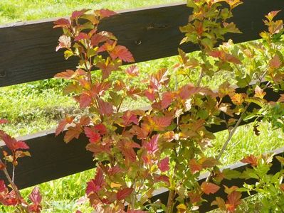 physocarpus Amber Jubilee