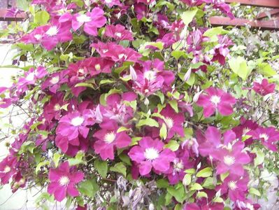 Clematis Warszawska Nike