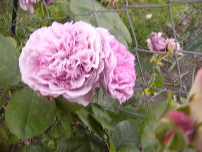 Rosa Lavander Ice