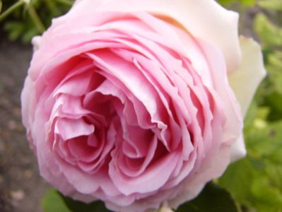 Rosa Frist Lady