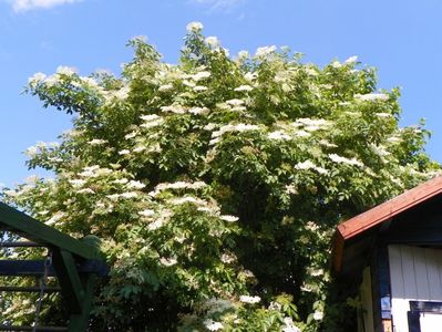 sambucus nigra