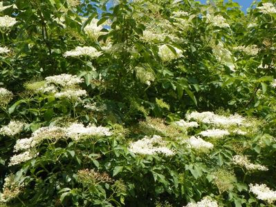 sambucus nigra