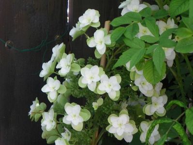 hydrangea quercifolia Snowflake