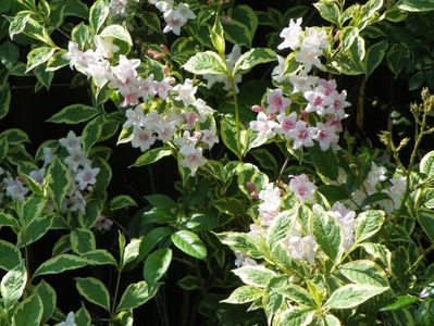 weigela variegata