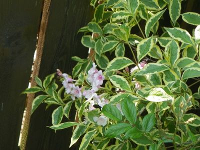 weigela variegata