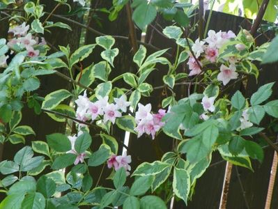 weigela variegata