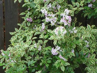 weigela variegata