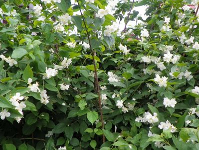 philadelphus inodorus