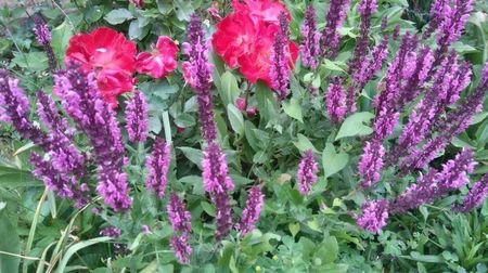 salvia pink friesland