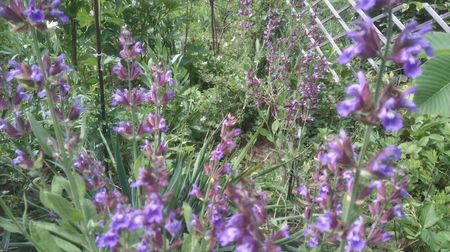 salvia officinalis