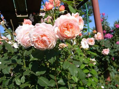 A Shropshire lad