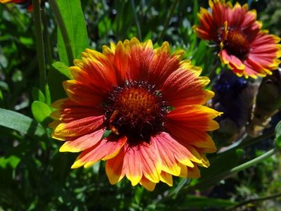 gaillardia