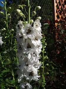 delphinium