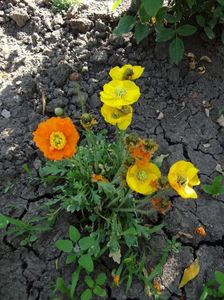 papaver naudicale