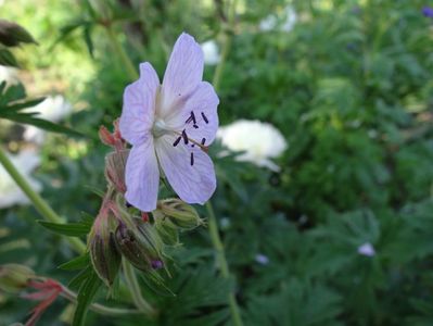 Geranium...