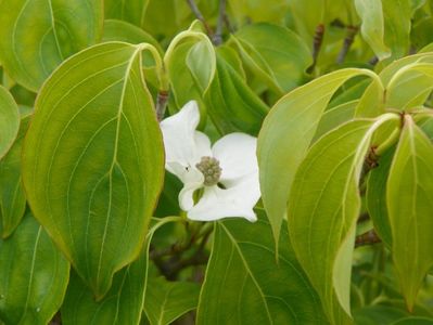 cornus kousa Milky Way