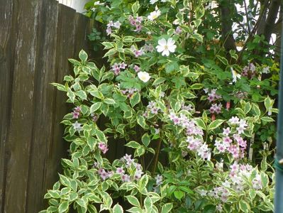 weigela variegata