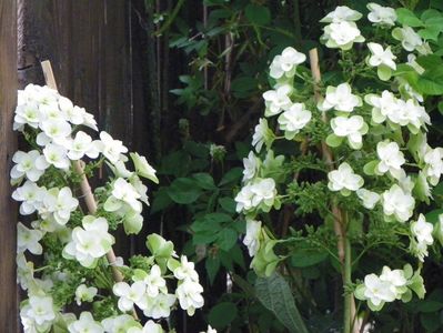 hydrangea quercifolia Snowflake