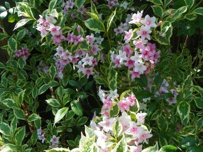 weigela variegata