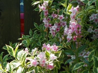 weigela variegata