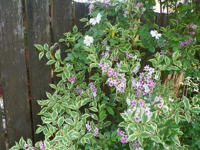 weigela variegata