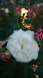 Boule de Neige