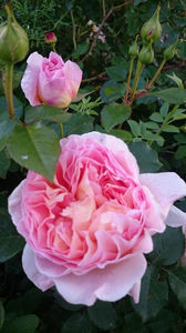 Abraham Darby