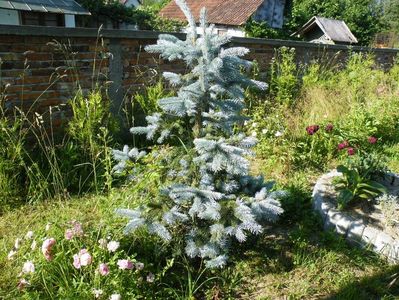 picea edith