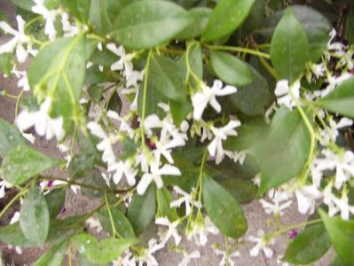 Trachilospermus Jasminoides