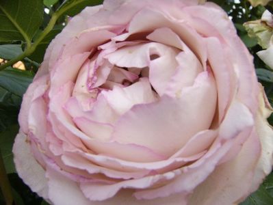 Rosa Honore de Balzac