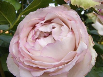 Rosa Honore de Balzac