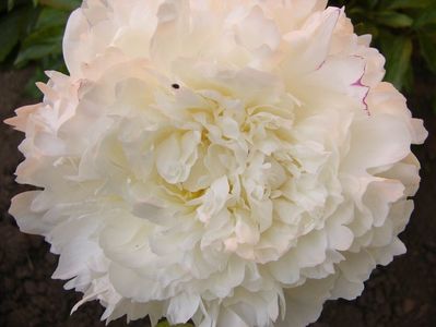 Paeonia Norma Voltz