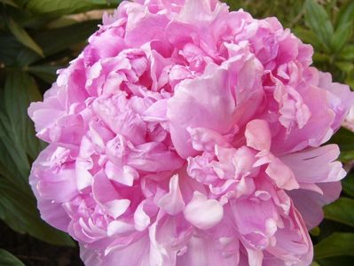 Paeonia Alice Hardyng