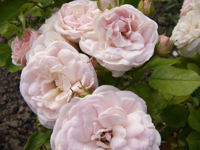 Rosa Bordure Nacre