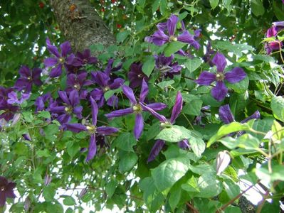 clematita negritianka