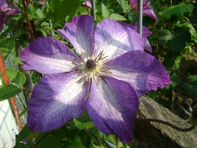 clematita venosa violacea