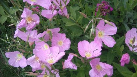 oenothera speciosa roz