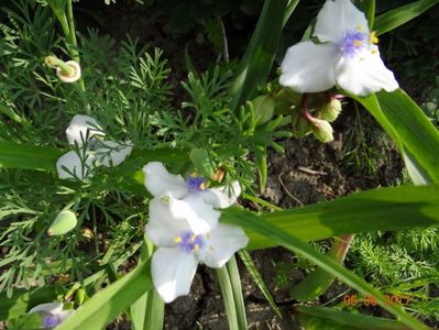 tradescantia Osprey