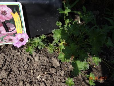 geranium Ballerina plantat acum doua saptamani a inflorit