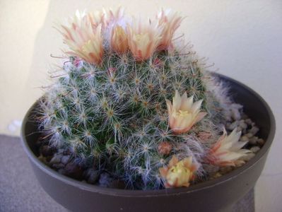 Mammillaria bocasana