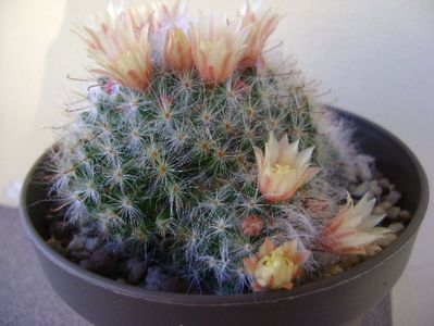 Mammillaria bocasana